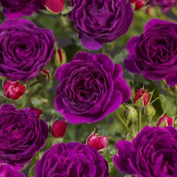 Image 1 of Viva Roses® Роза Minerva® - ViVa Roses (Минерва)