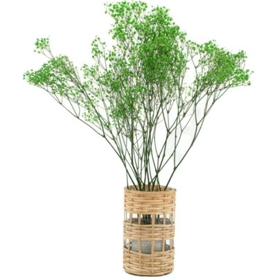 Stabilizované kvety Gypsophila - zelená