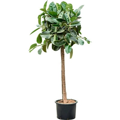 Ficus elastica Robusta stem 35/28 výška 190 cm