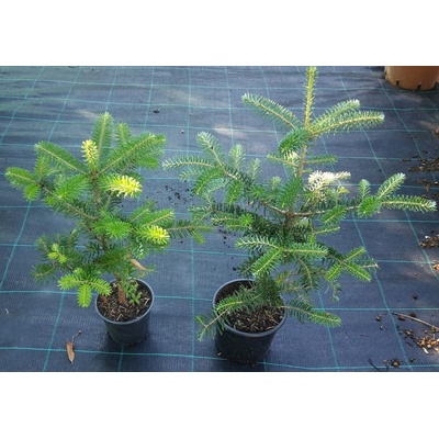 Jedľa korejská (Abies koreana) veľkosť 20cm+