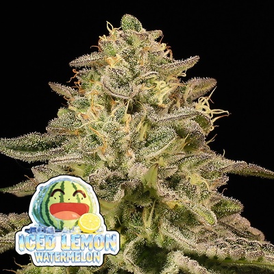 Iced Lemon Watermelon Anesia Seeds semena neobsahují THC 3 ks