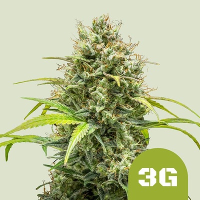 Royal Queen Seeds Triple G Automatic semienka neobsahujú THC 25 ks