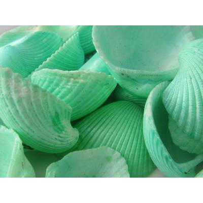 Dijk Natural Collection Mušle Clam rose shell 290 g zelinkavá