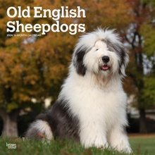 Old English Sheepdogs Square 2024