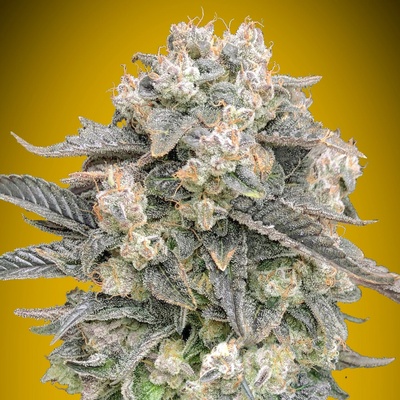 00 Seeds Bank Auto Mimosa semienka neobsahujú THC 3 ks