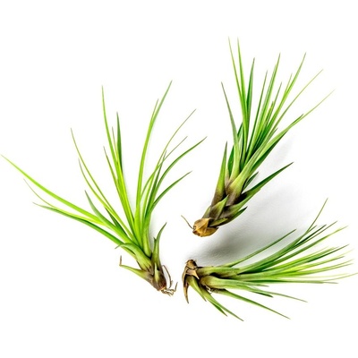 Gardners Tillandsia melanocrater Tillandsie, kykatka