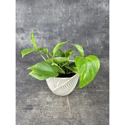 Epipremnum Auerum 12 cm