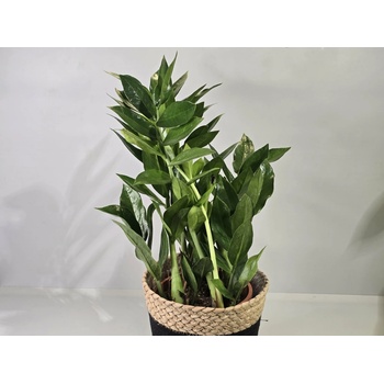 Zamioculcas ‘Pixie’