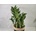 Zamioculcas ‘Pixie’