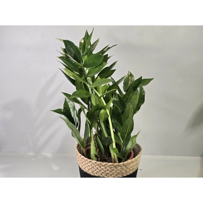 Zamioculcas ‘Pixie’