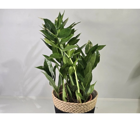 Zamioculcas ‘Pixie’