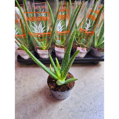 ALOE VERA 12