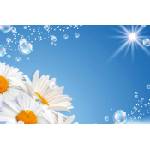 DIMEX ART Флизелинов фототапет маргаритки и мехурчета 375 x 250 см