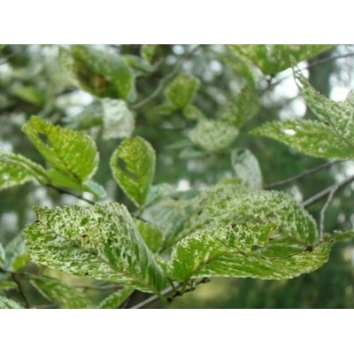 Jilm habrolistý Argenteovariegata (kontejner C5)