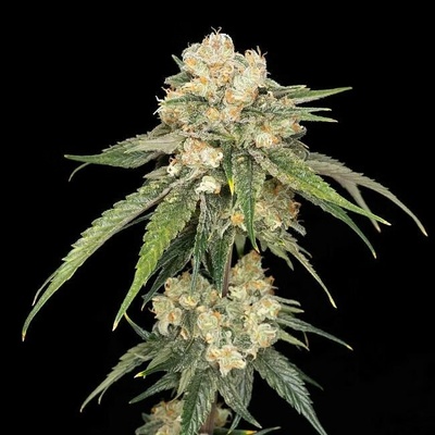 Seedsman Ice Dream Cake semienka neobsahujú THC 10 ks