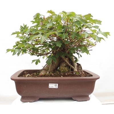 e-bonsai Venkovní bonsai -Javor babyka - Acer campestre