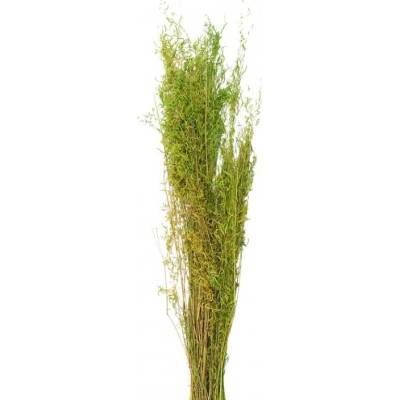 Dekorace sušená květina Zelená 90 cm (50 gr) – 90 cm
