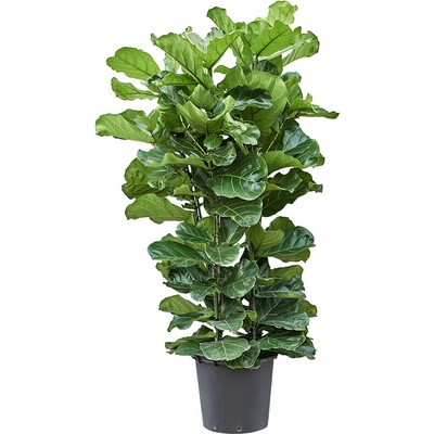 Ficus lyrata tuft 45x180 cm