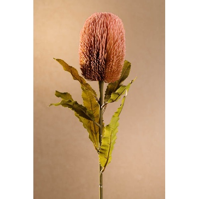 Paramit DRY BANKSIA Aranžovací květina růžová 65 cm