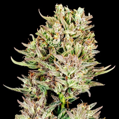 Atlas Seed Garlic Jam Auto semienka neobsahujú THC 5 ks