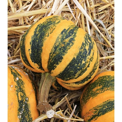 Tykev okrasná Kamo Kamo Cucurbita pepo prodej semen 5 ks