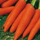 Mrkva Dolanka semená 5 g