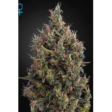 Green House Seeds Big Bang Autoflowering semena neobsahují THC 3 ks