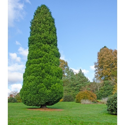 Cypřišek Lawsonův - Chamaecyparis lawsoniana - semena cypřišku - 10 ks