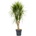 Dracaena marginata 30x170cm