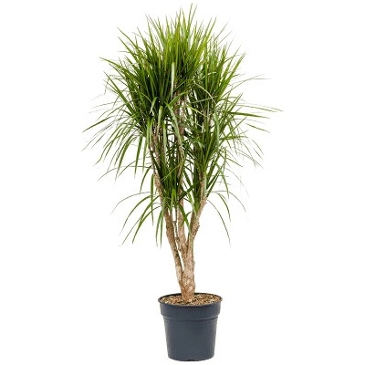 Dracaena marginata 30x170cm