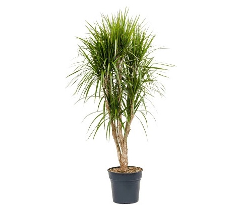 Dracaena marginata 30x170cm