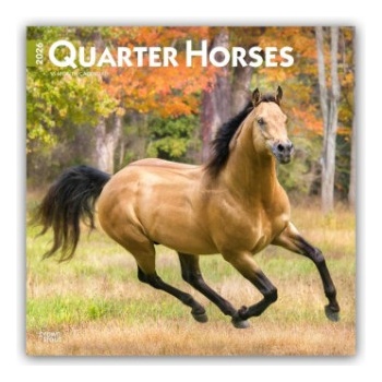 Browntrout Verlags GmbH Quarter Horses - Quarter Horse 2026 - 16-Monatskalender