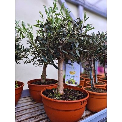 OLEA europea 25/50cm