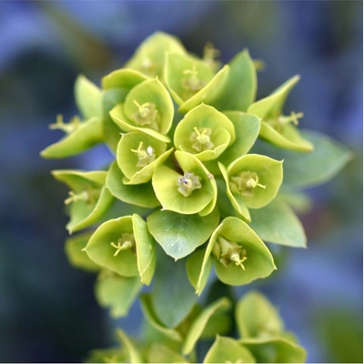Pryšec statný - Euphorbia characias - semena pryšce - 18 ks