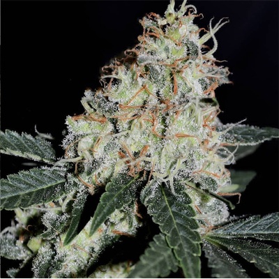 B-S-B Genetics Stardawg semienka neobsahujú THC 1 ks