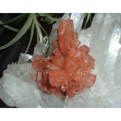 Nefertitis Aragonit ježek NF401 - cca 1,5 - 3 cm