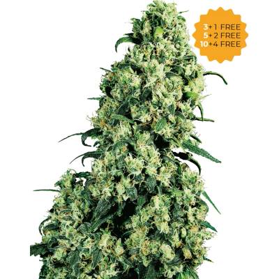 Sensi Seeds Skunk #1 semienka neobsahujú THC 3 ks