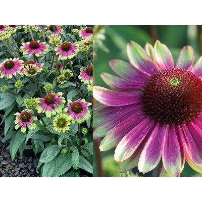Echinacea purpurová Sweet Sandia
