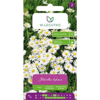 W. Legutko Обикновена маргаритка, ливадна маргаритка - бяла