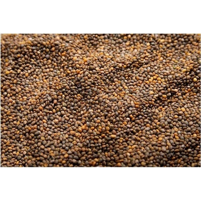 Microgreens Rukola na mikrozeleninu 500 g