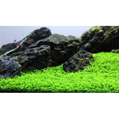 Micranthemum Monte Carlo 5,5 cm – Sleviste.cz