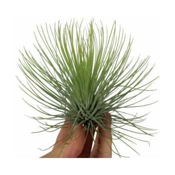 Tillandsia andreana