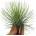 Tillandsia andreana
