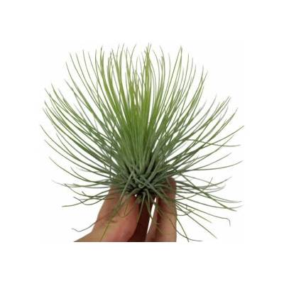 Tillandsia andreana