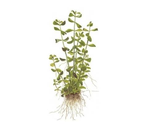 Bacopa monnieri
