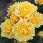 Kordes® Роза Sunmaid® - Kordes®