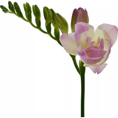 Frézie DU ROSARIO 50 cm / 27 g