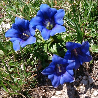 Hořec bezlodyžný - Gentiana acaulis - osivo hořce - 8 ks