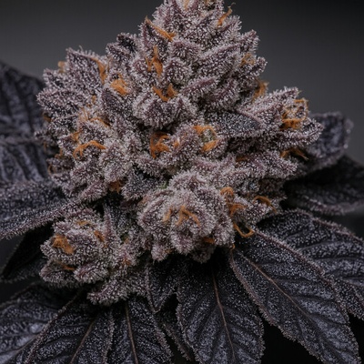 Propaganja Seeds Slime Dessert (Babã) semienka neobsahujú THC 5 ks