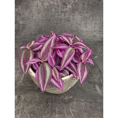 Tradescantia Fluminensi Pink Paradise 12 cm